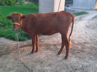 Cow, Cattle — photo 2