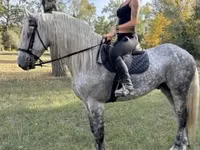 घोड़ा, Andalusian horse — फ़ोटो 5