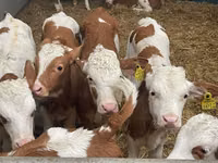 গবাদি পশু (দল, লিঙ্গ উল্লেখ নেই), Simmental cattle — ছবি 5