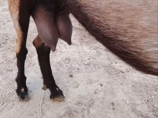 بز ماده, Nubian Goat