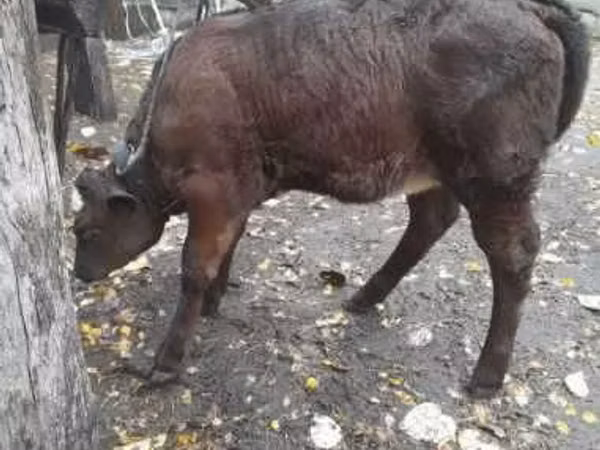 ძროხა, მსხვილფეხა რქოსანი