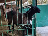 የጎትት አውራ በግ, Sheep — ፎቶ 1
