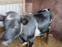 Cow, Russian Black pied cattle — photo 2