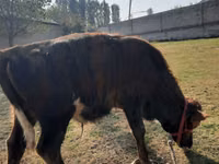 公牛, Cattle — 照片 3