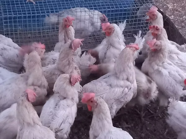 Leghorn — Kyrgyzstan