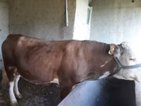 सांड, Simmental cattle — फ़ोटो 4