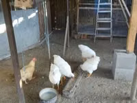 Chickens — foto 3