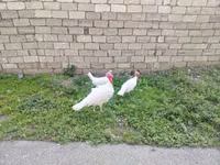 Turkeys — foto 3