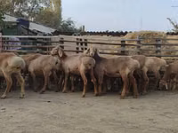 Schaf, Arashan sheep — Foto 7
