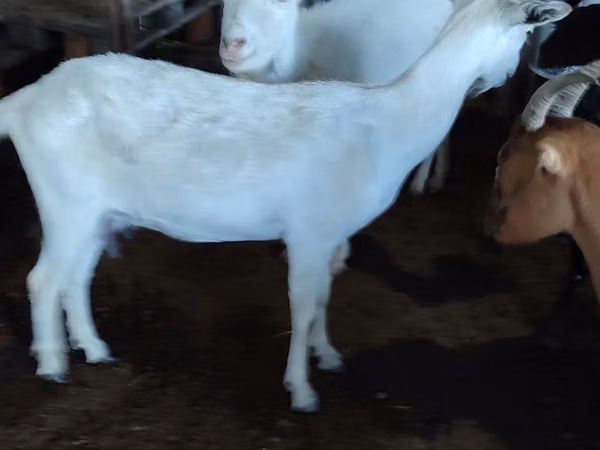 Goat, Saanen goat — Moldova