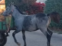 ፈረስ, Horses — ፎቶ 2