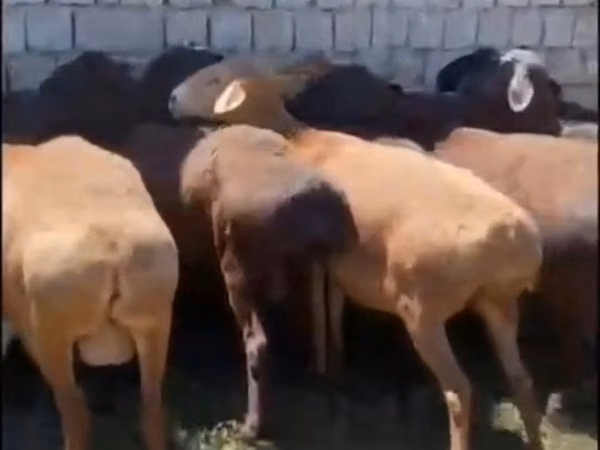 میش, Hissar sheep — قزاقستان