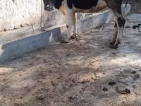গাভী, Russian Black pied cattle — ছবি 7