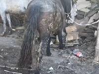Kuda betina, Horses — foto 3
