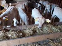 วัวตัวผู้, Simmental cattle — รูปภาพ 2