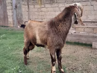 Kozioł, Nubian Goat — zdjęcie 2