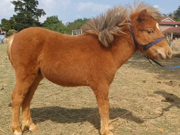 ม้าตัวผู้, Miniature horse — แอฟริกาใต้