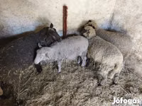 Sheep, Sheep — photo 1