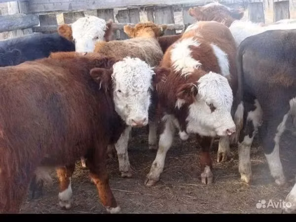 Bull, Cattle — Kazakhstan