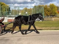 Hingst, Heste — foto 7
