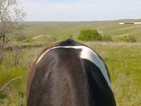 Krowa, Russian Black pied cattle — zdjęcie 4