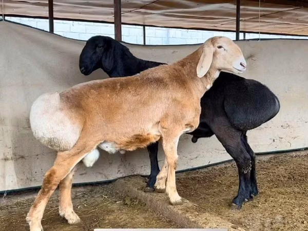 Ram, Sheep — Uzbekistan