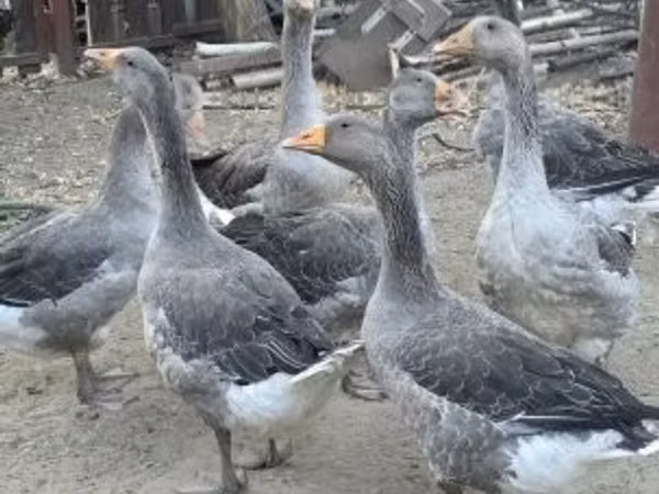 Geese