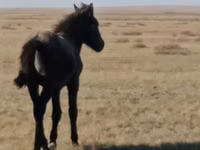 ፈረስ, Horses — ፎቶ 2