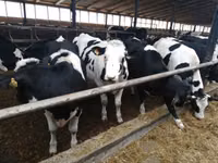 Vache, Swiss cattle — photo 2