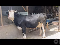 सांड, Simmental cattle — फ़ोटो 1