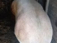 Säue, Schweine — Foto 1