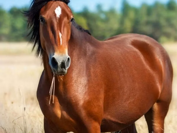 公马, Horse breed — 哈萨克斯坦