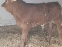 Stier, Limousin koe — foto 4