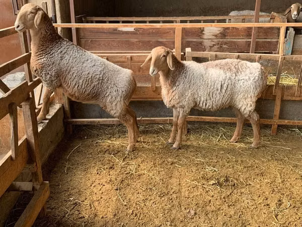 भेड़, Hissar sheep