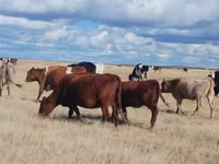 गाय, Latvian Blue cattle — फ़ोटो 7