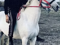 Hoppe, Orlov Trotter — foto 1