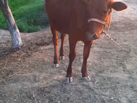 Cow, Cattle — photo 1