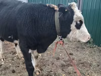 ወንድ በሬ, Russian Black pied cattle — ፎቶ 2