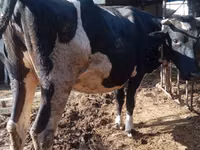 Αγελάδα, Russian Black pied cattle — φωτογραφία 1