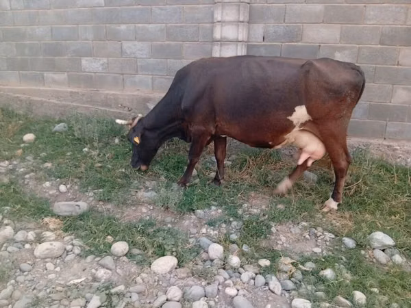 Cow, Russian Black pied cattle — Kyrgyzstan