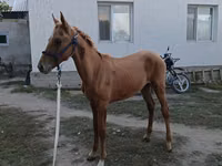 Cal, Russian Don — foto 3
