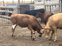 Bull, Cattle — photo 2