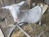 Get, Saanen goat — foto 2