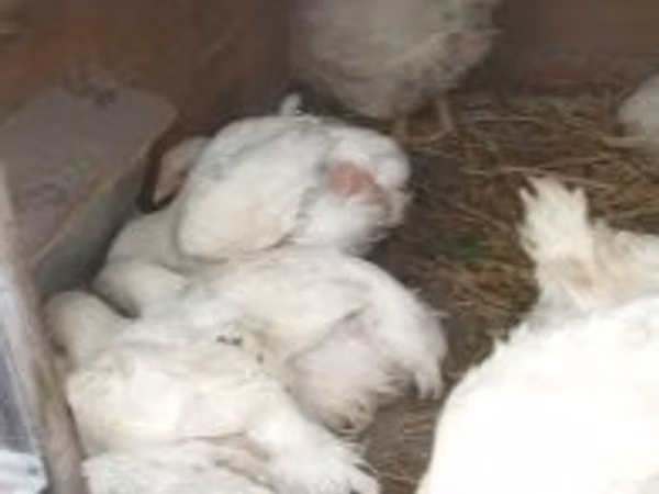 Chickens