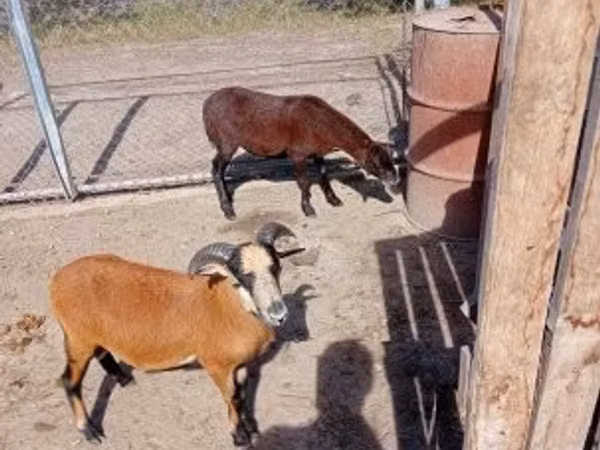 Sheep, Cameroon sheep — Hungary