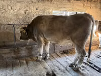 Ng'ombe jike, Ala-Tau breed — picha 3