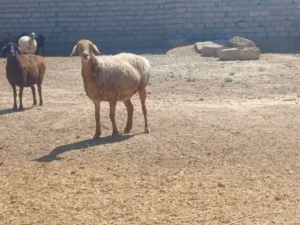 Хуц, Ordabasy sheep