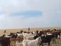 Коза, Кози — снимка 1