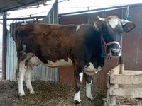 Ko, Simmental cattle — foto 1