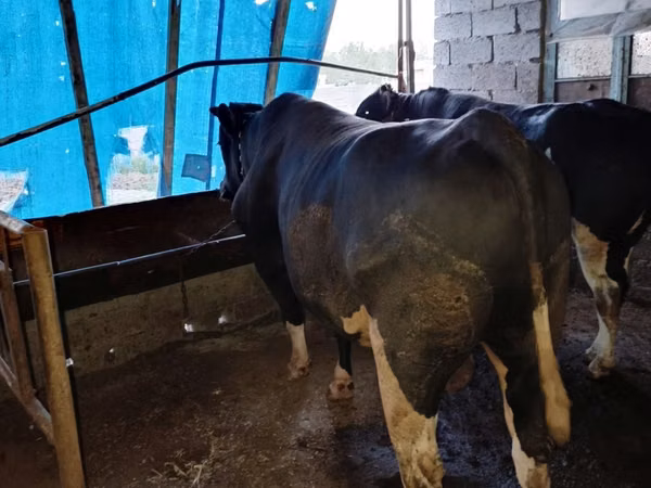 Toro, Bovini